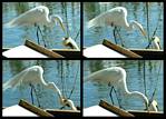 (69) egret montage.jpg    (1000x720)    306 KB                              click to see enlarged picture
